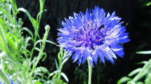 Bachelor Buttons Seeds – Deep Purple Cornflower`