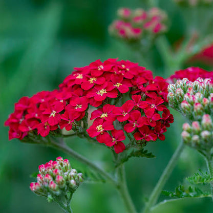 Red Achillea Flower seeds for Planting - Colorful Display, Heirloom & GMO Free Seeds for Home Garden