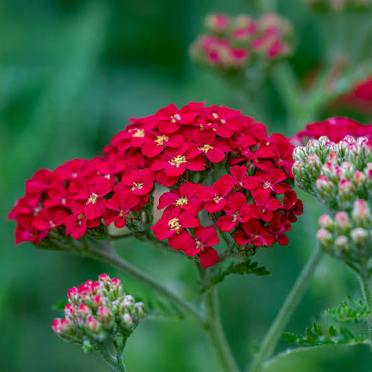 Red Achillea Flower seeds for Planting - Colorful Display, Heirloom & GMO Free Seeds for Home Garden