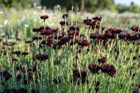 Bachelor Buttons Seeds – Black Ball Dark Maroon Cornflower