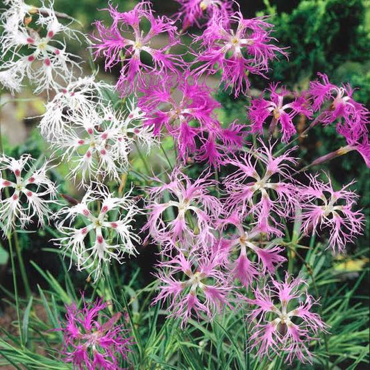 Dianthus Superbus Flower seeds for Planting - Long Bloom Season, Heirloom & GMO Free Seeds for Home Garden