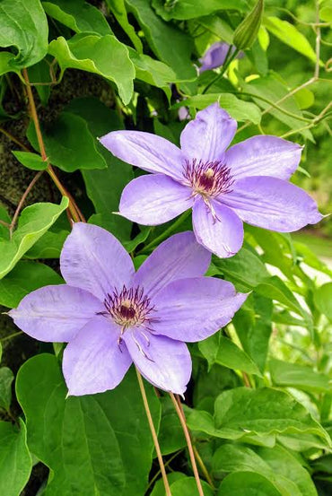Clematis Flower seeds for Planting - Long Bloom Season, Heirloom & GMO Free Seeds for Home Garden