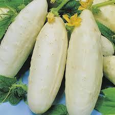 Semillas de Pepino White Wonder – Variedad Cremosa Rara