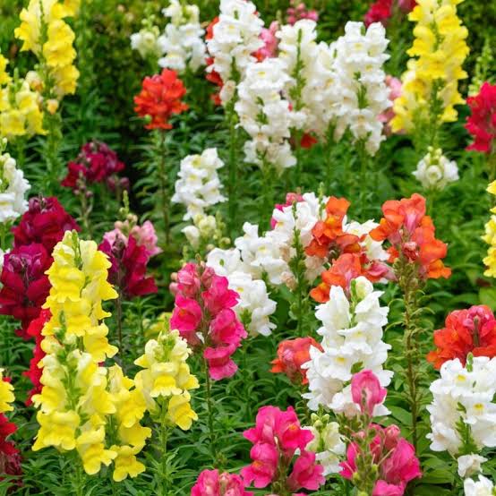 Mixed Snapdragon Flower seeds for Planting - Seasonal Bloomer, Heirloom & GMO Free Seeds for Home Garden