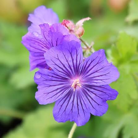 Efeu-Geranien-Blumensamen zum Pflanzen – Perfekt für Beete, Erbstück- und gentechnikfreie Samen für den Hausgarten