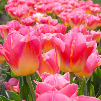 Gelbe & rosa F Tulpenuntere Samen zum Pflanzen – Perfekt für Beete, Erbstücksamen & gentechnikfreie Samen für den Hausgarten