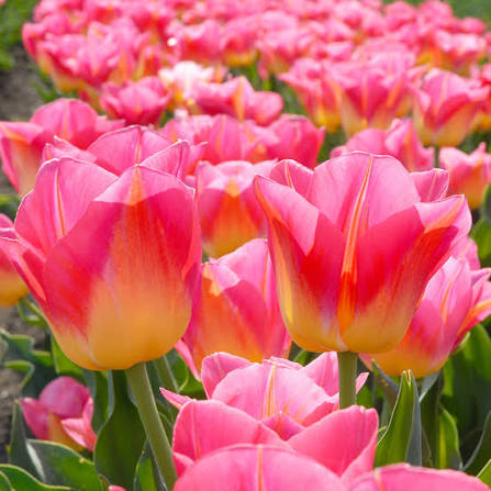 Gelbe & rosa F Tulpenuntere Samen zum Pflanzen – Perfekt für Beete, Erbstücksamen & gentechnikfreie Samen für den Hausgarten