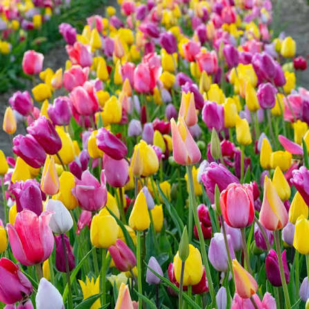 Gelbe & rosa F Tulpenuntere Samen zum Pflanzen – Perfekt für Beete, Erbstücksamen & gentechnikfreie Samen für den Hausgarten