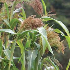 Broomcorn Herb Seeds