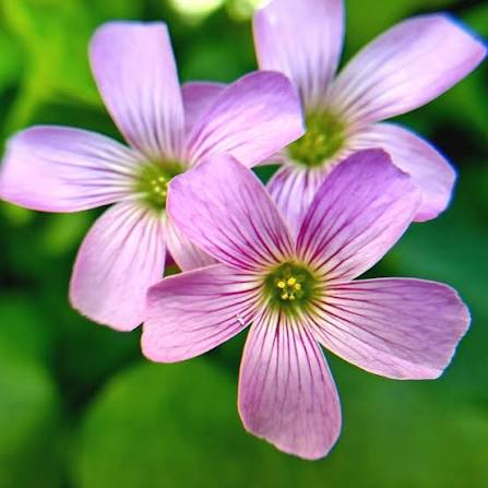 オキザリス・コリンボサ 花の種まき用 - 境界線に最適、伝統種で遺伝子組み換えなしの家庭菜園用種子

販売中
