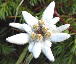 Edelweiss Rare Beauty Flower Seeds