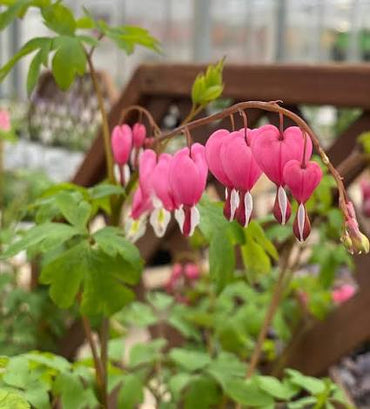 Bleeding Heart Flower seeds for Planting - Compact Growth, Heirloom & GMO Free Seeds for Home Garden