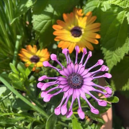 Osteospermum Flower seeds for Planting - Vibrant Colors, Heirloom & GMO Free Seeds for Home Garden