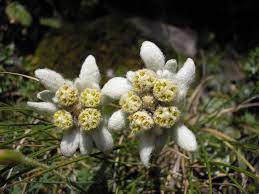 Edelweiss Rare Beauty Flower Seeds