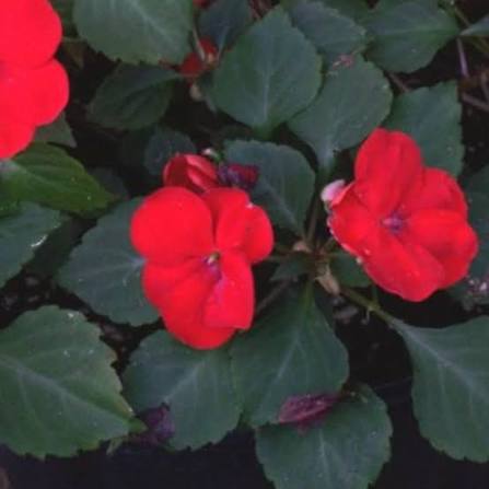Walleriana Blumensamen zum Pflanzen – Unverzichtbar für den Bauerngarten, Erbstücksamen & GVO-freie Samen für den Hausgarten