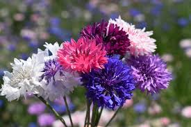 Bachelor Buttons Seeds – Tall Mixed Colors Variety
