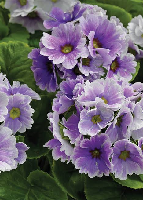Violet Primrose Flower seeds for Planting - Garden Favorite, Heirloom & GMO Free Seeds for Home Garden