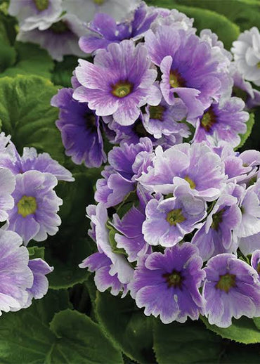 Violet Primrose Flower seeds for Planting - Garden Favorite, Heirloom & GMO Free Seeds for Home Garden