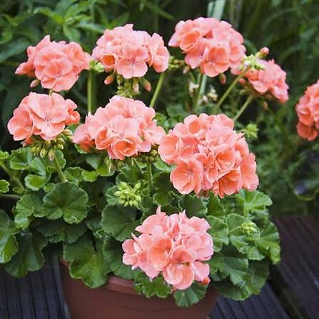 Pfirsich-Storchschnabel Pelargonium Blumensamen zum Pflanzen - Robuste Sorte, Erbstück- und GVO-freie Samen für den Hausgarten