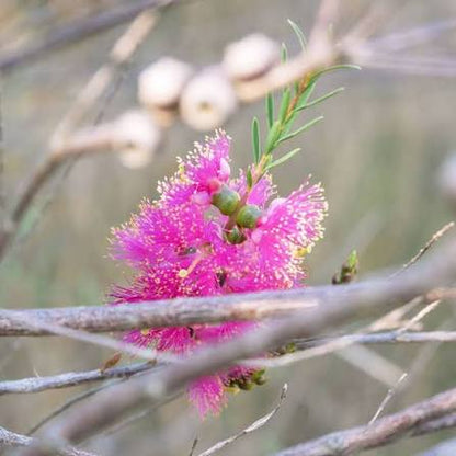 Pink Melaleuca Flower seeds for Planting - Fragrant Blossoms, Heirloom & GMO Free Seeds for Home Garden