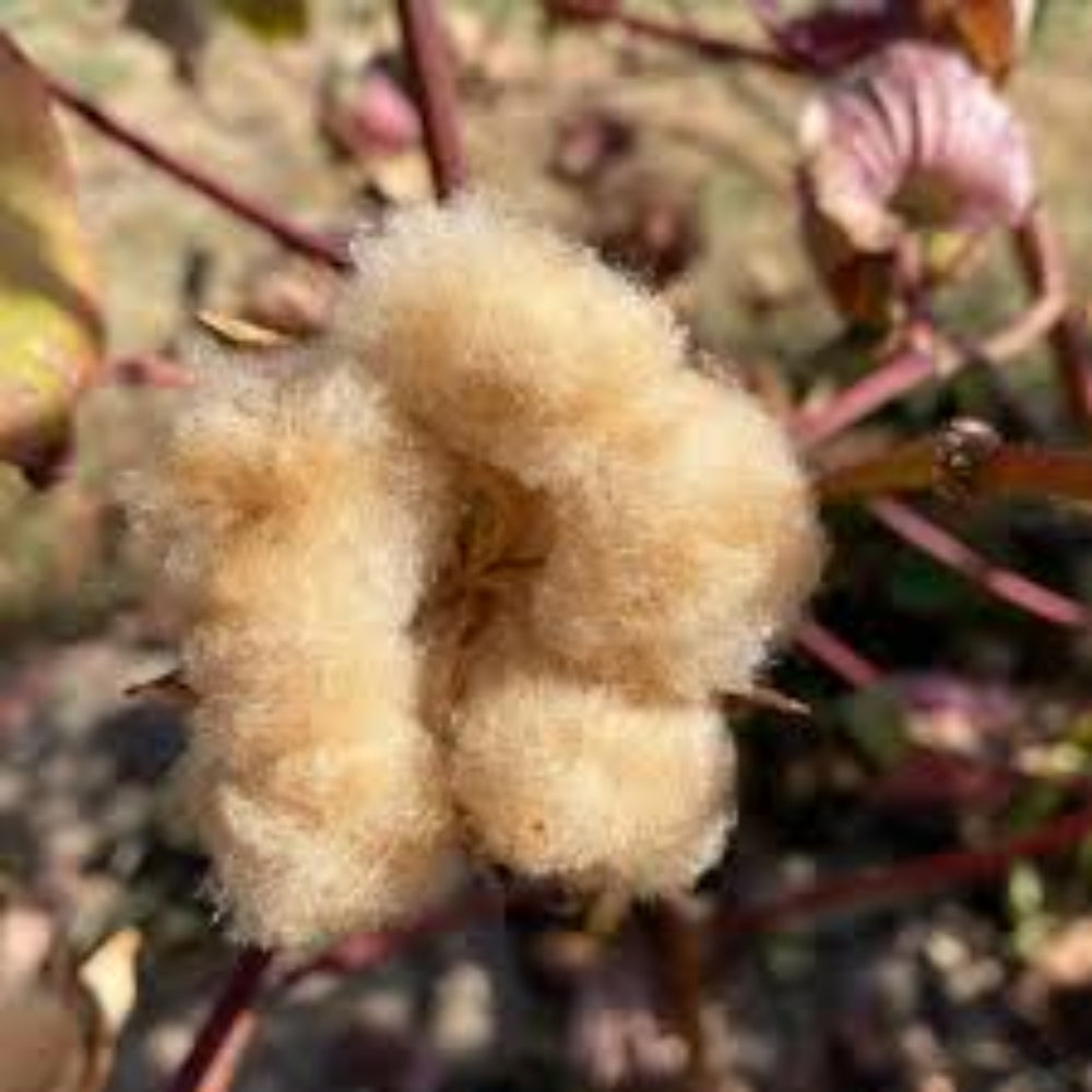 Sea Island Brown Cotton Flower Seeds