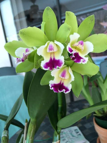 Green Cattleya Flower seeds for Planting - Long Bloom Season, Heirloom & GMO Free Seeds for Home Garden