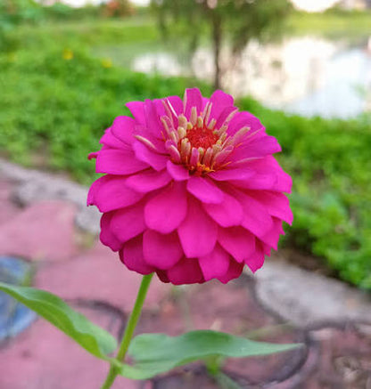 深紅の百日草（ジニア・エレガンス）花の種まき用 - 野生花の混合種、伝統種および遺伝子組み換えなしの種、家庭菜園用