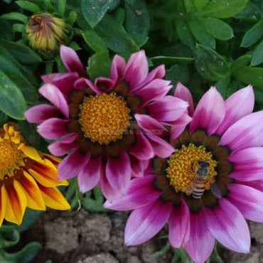 Purple Gazania Flower seeds for Planting - Shade Tolerant, Heirloom & GMO Free Seeds for Home Garden