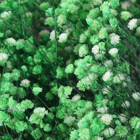 Grüne Schleierkraut-Blumensamen zum Pflanzen – Sonnenliebend, Erbstück- und GVO-freie Samen für den Hausgarten