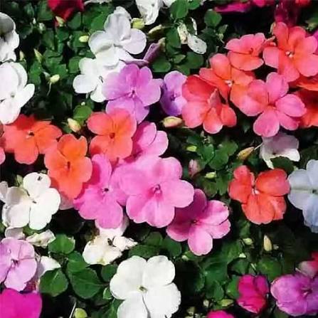 Impatiens Flower seeds for Planting - Vibrant Colors, Heirloom & GMO Free Seeds for Home Garden