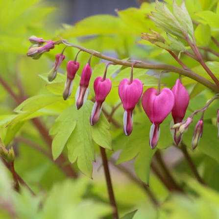 Bleeding Heart Flower seeds for Planting - Compact Growth, Heirloom & GMO Free Seeds for Home Garden