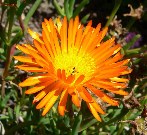 Samen der Orangen-Eispflanze zum Pflanzen – kompakter Wuchs, alte Sorten & gentechnikfreie Samen für den Hausgarten