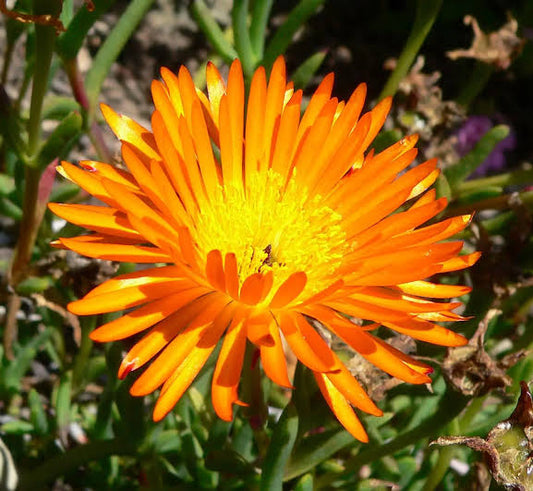 Orange Ice Plant Flower seeds for Planting - Compact Growth, Heirloom & GMO Free Seeds for Home Garden