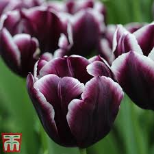 Jackpot Tulip Bulbs Flower seeds for Planting Cottage Garden Essential Heirloom & GMO Free Seeds for Home Garden