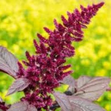 Amaranthus Hypochondriacus (Prince’s Feather) Seeds - Stunning Red Flowering Ornamental Plant