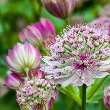 White Pink Astrantia Flower seeds for Planting - Cut Flower Favorite, Heirloom & GMO Free Seeds for Home Garden