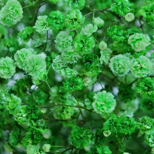 Grüne Schleierkraut-Blumensamen zum Pflanzen – Sonnenliebend, Erbstück- und GVO-freie Samen für den Hausgarten