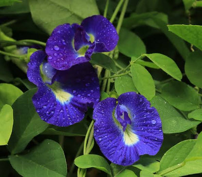 Clitoria-Blumensamen zum Pflanzen – Robuste Sorte, Erbstücksamen & GVO-freie Samen für den Hausgarten