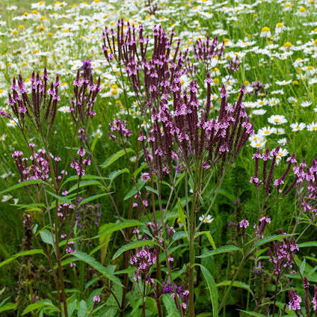 Hastata Flower seeds for Planting - Shade Tolerant, Heirloom & GMO Free Seeds for Home Garden