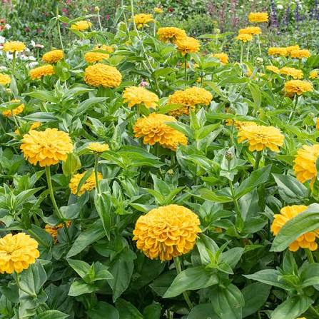 Canary Zinnia Flower seeds for Planting - Vibrant Colors, Heirloom & GMO Free Seeds for Home Garden
 
 Sale