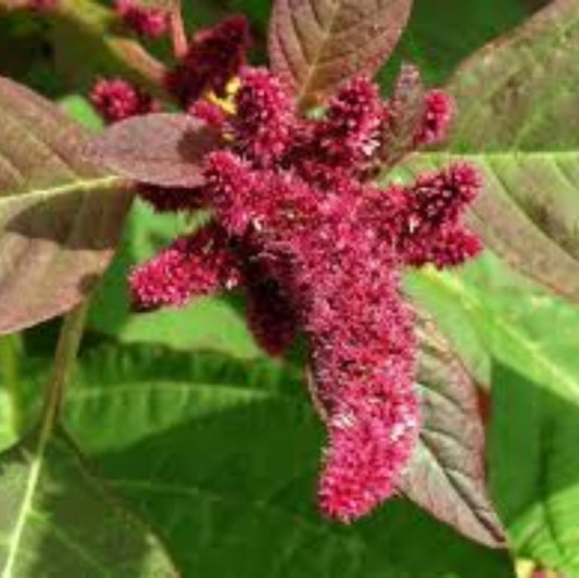Amaranthus Hypochondriacus (Prince’s Feather) Seeds - Stunning Red Flowering Ornamental Plant