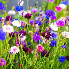 Bachelor Buttons Seeds – Pastel Mix Cornflower Blend
