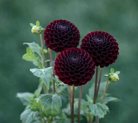 Schwarze Pompon-Dahlien-Blumensamen zum Pflanzen – Schattenverträgliche, traditionelle und gentechnikfreie Samen für den Hausgarten