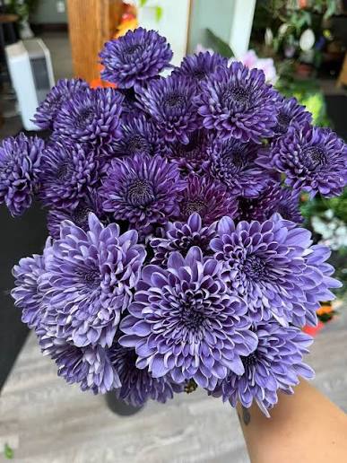 植え付け用紫青色の菊の花の種子 - 小型成長、伝統種および遺伝子組み換えなしの家庭菜園用種子