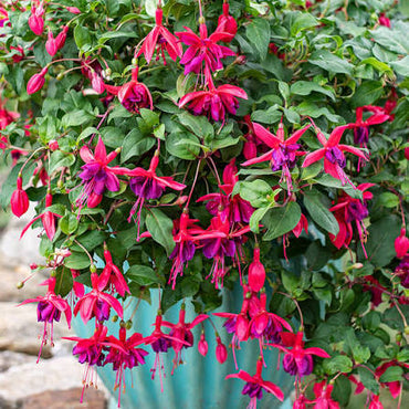 Fuchsias Flower seeds for Planting - Hardy Variety, Heirloom & GMO Free Seeds for Home Garden