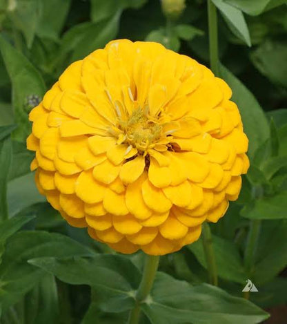 Canary Zinnia Flower seeds for Planting - Vibrant Colors, Heirloom & GMO Free Seeds for Home Garden
 
 Sale