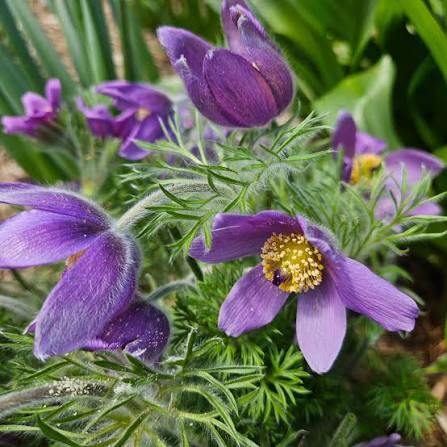 Purple Pasque Flower seeds for Planting - Seasonal Bloomer, Heirloom & GMO Free Seeds for Home Garden