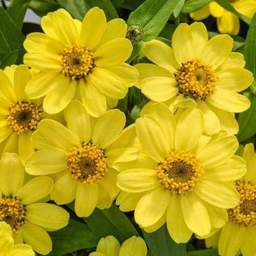 Yellow Profusion Flower seeds for Planting - Shade Tolerant, Heirloom & GMO Free Seeds for Home Garden