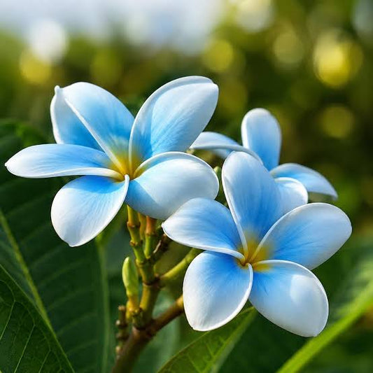 Frangipani Sky Blue Flower seeds for Planting Bright Blooms Heirloom & GMO Free Seeds for Home Garden 
 
 Sale
