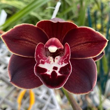 Maroon Butterfly Orchids Flower seeds for Planting - Perfect for Borders, Heirloom & GMO Free Seeds for Home Garden